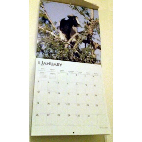 2025 Calendar, Goats in Trees, Monthly, 12" x 24" - Opened, Great Condition - Picture 2 of 15